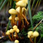 Kleiner Waldspaziergang