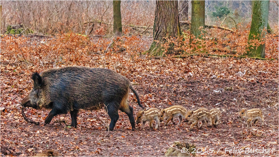 "Kleiner Waldspaziergang der Wildschweinfamilie"