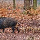 "Kleiner Waldspaziergang der Wildschweinfamilie"