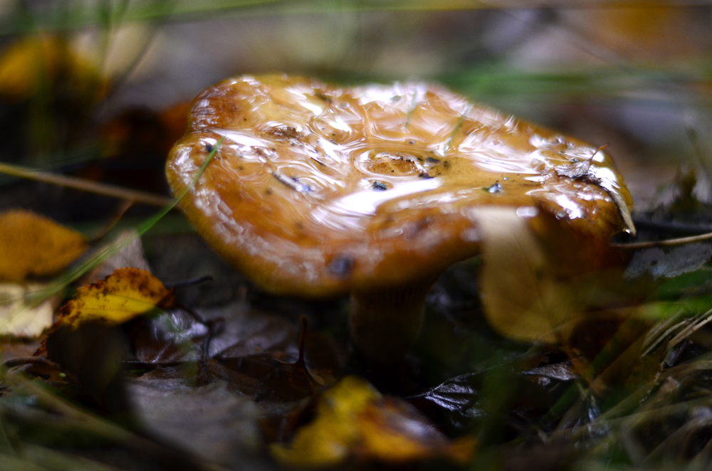 Kleiner Waldspaziergang