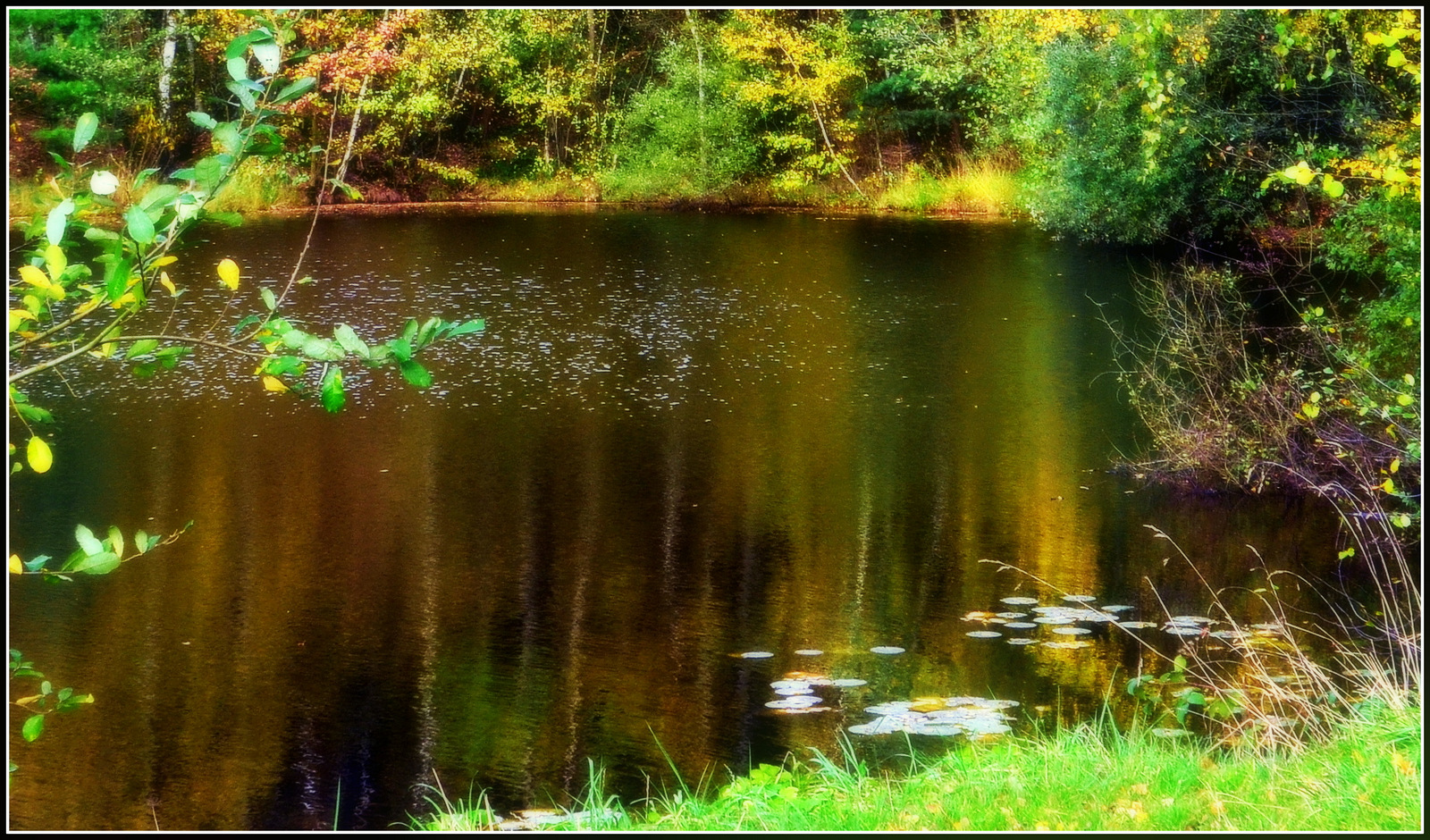 Kleiner Waldtümpel im Herbst.....