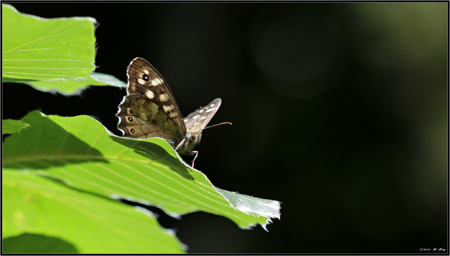 kleiner Waldvogel