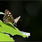 kleiner Waldvogel