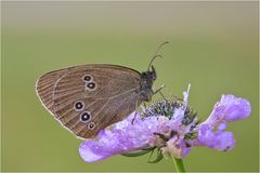 Kleiner Waldvogel