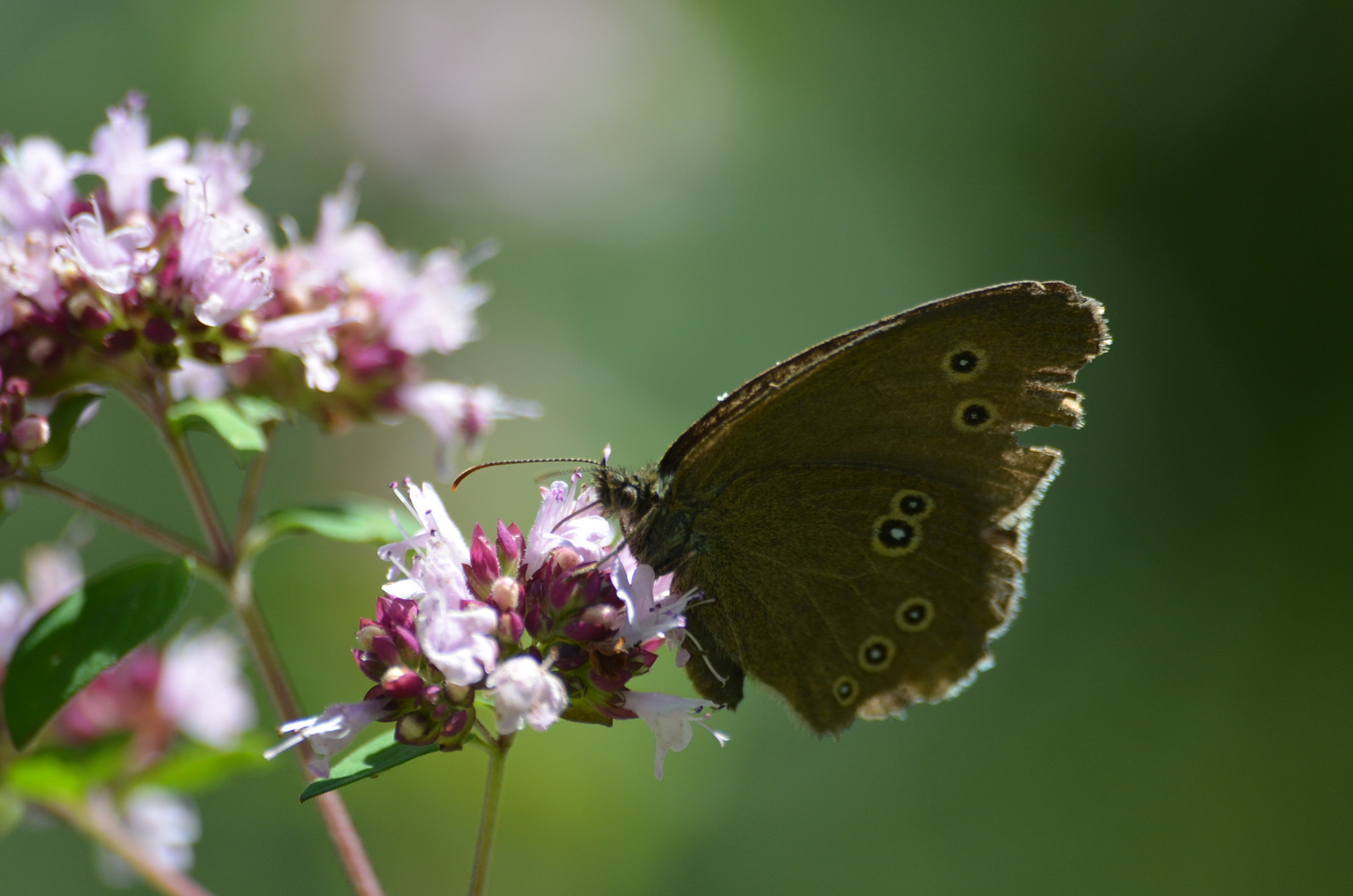 kleiner Waldvogel