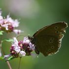 kleiner Waldvogel