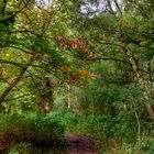 ...kleiner Waldweg...