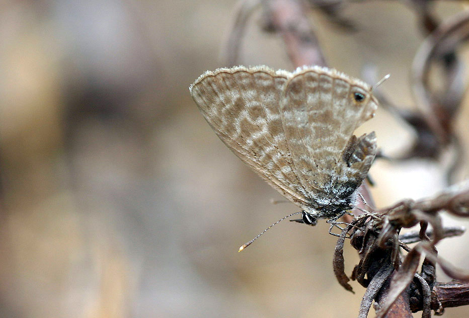 Kleiner Wanderbläuling - Leptotes pirithous