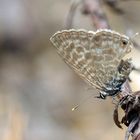 Kleiner Wanderbläuling - Leptotes pirithous