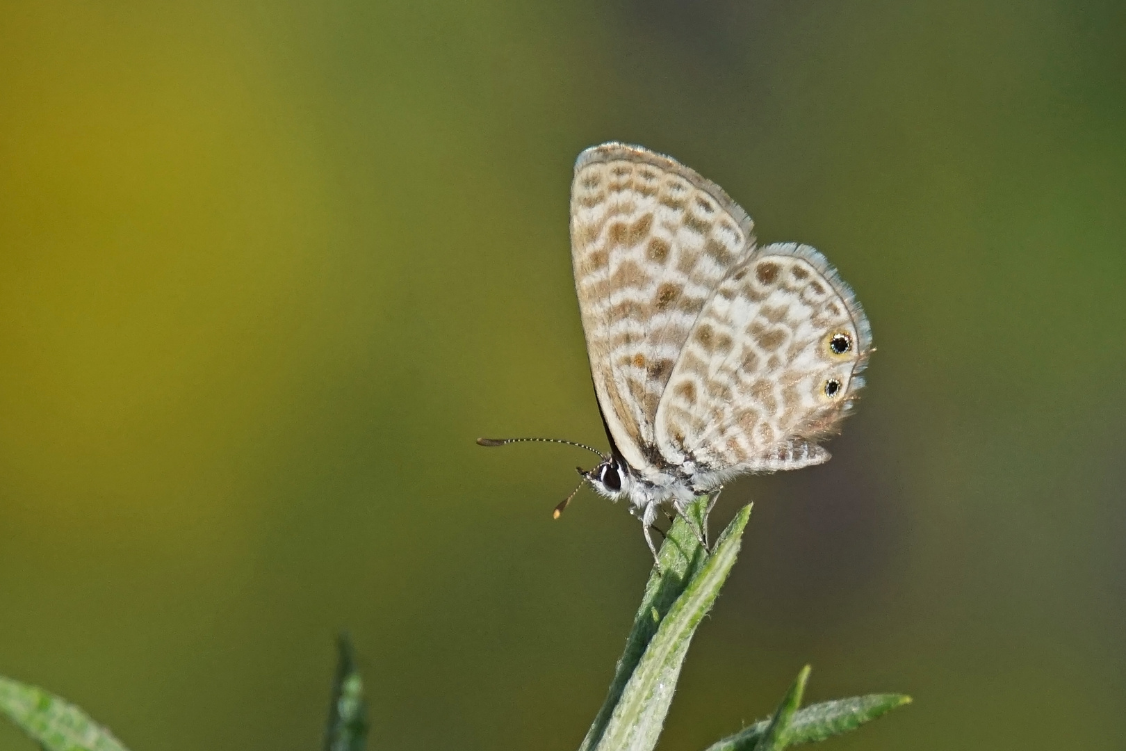 Kleiner Wanderbläuling (Leptotes pirithous)