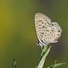 Kleiner Wanderbläuling (Leptotes pirithous)