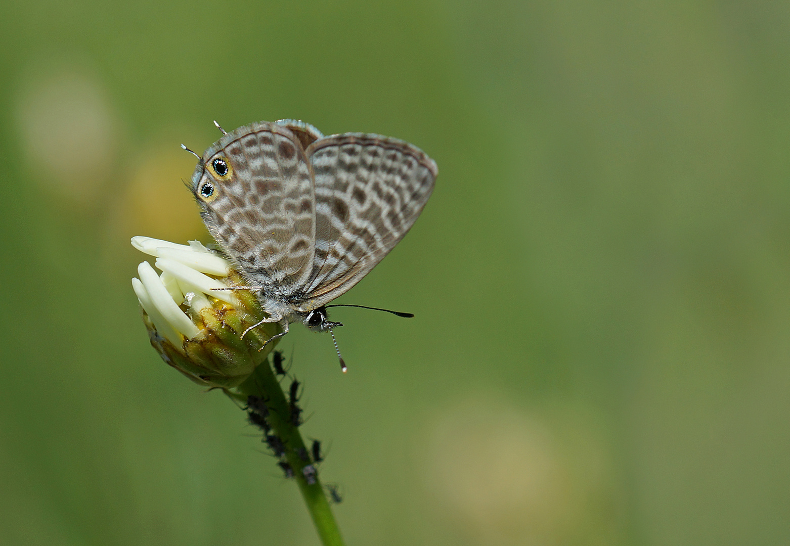 Kleiner Wanderbläuling  (Leptotes pirithous)