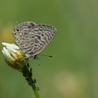 Kleiner Wanderbläuling  (Leptotes pirithous)