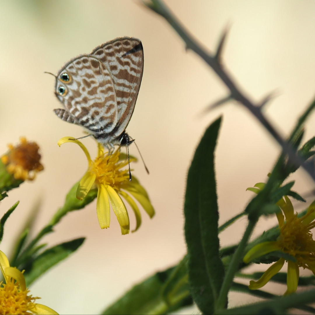 Kleiner Wanderbläuling (Leptotes pirithous)