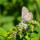 Kleiner Wanderbläuling (Leptotes pirithous)