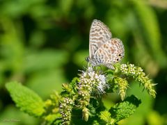 Kleiner Wanderbläuling (Leptotes pirithous)