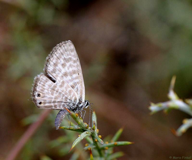 Kleiner Wanderbläuling - Leptotes pirithous