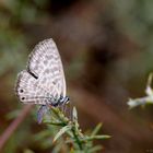 Kleiner Wanderbläuling - Leptotes pirithous