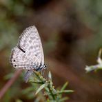 Kleiner Wanderbläuling - Leptotes pirithous