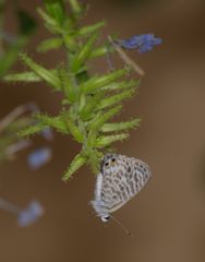 Kleiner Wandersmann