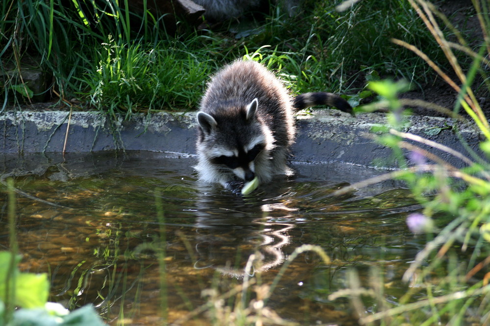 Kleiner Waschbär