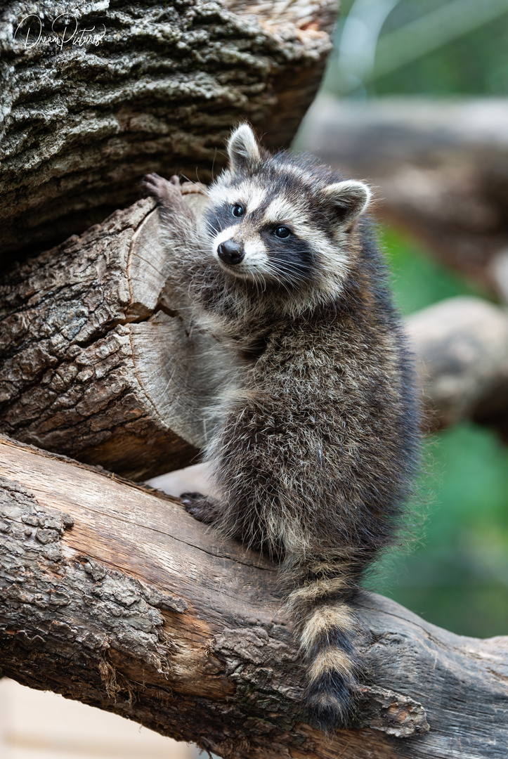 Kleiner Waschbär ganz Gross