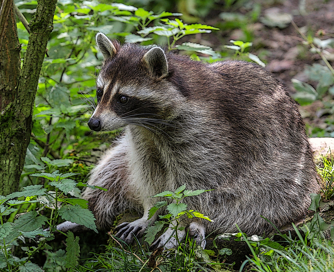 Kleiner Waschbär II