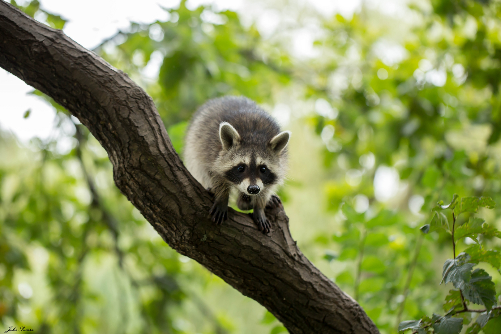 Kleiner Waschbär im Baum