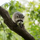 Kleiner Waschbär im Baum