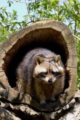 Kleiner Waschbär in Baumhöhle