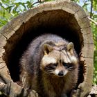 Kleiner Waschbär in Baumhöhle