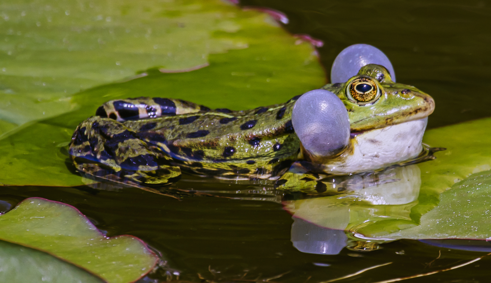 Kleiner Wasserfrosch