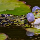 Kleiner Wasserfrosch