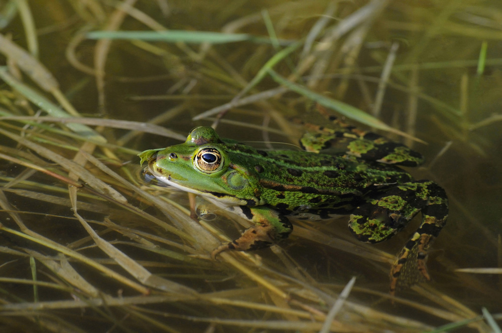 Kleiner Wasserfrosch