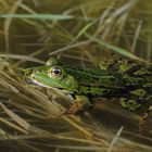 Kleiner Wasserfrosch