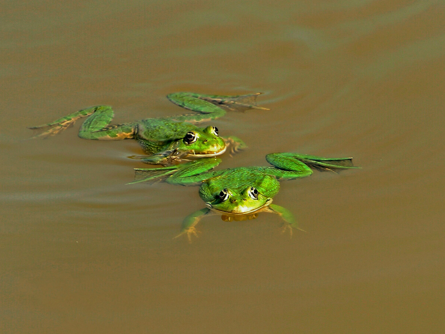 Kleiner Wasserfrosch