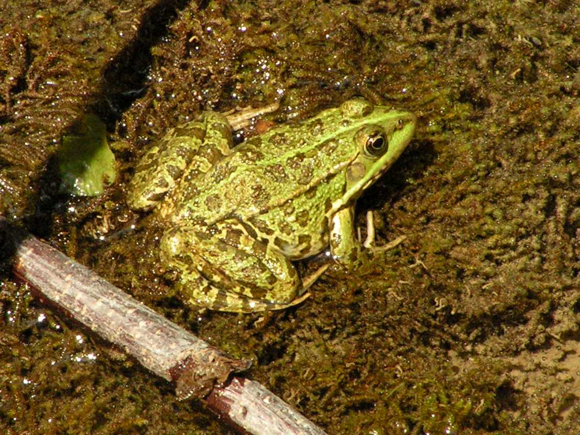 Kleiner Wasserfrosch