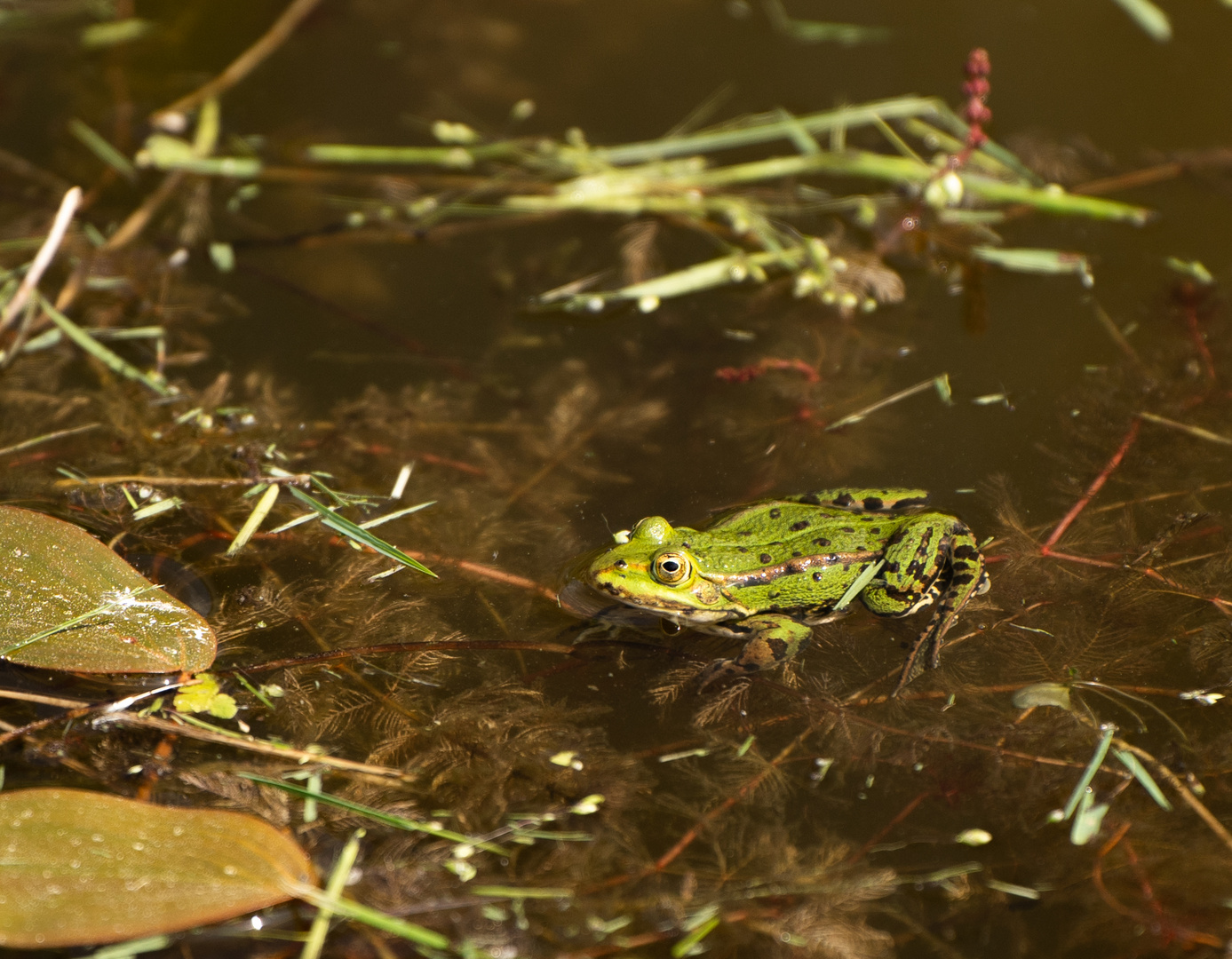 kleiner Wasserfrosch