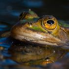 kleiner Wasserfrosch