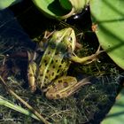 Kleiner Wasserfrosch