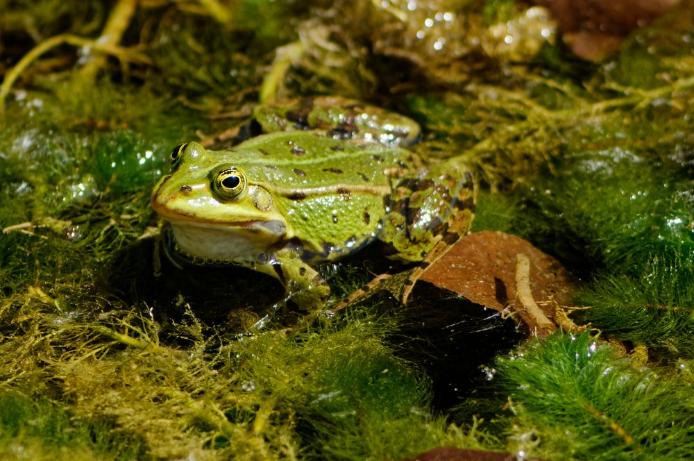 Kleiner Wasserfrosch