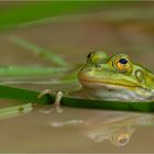 Kleiner Wasserfrosch