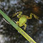 Kleiner Wasserfrosch