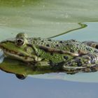 Kleiner Wasserfrosch am Seerosenblatt