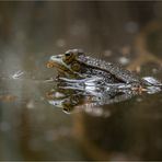 Kleiner Wasserfrosch