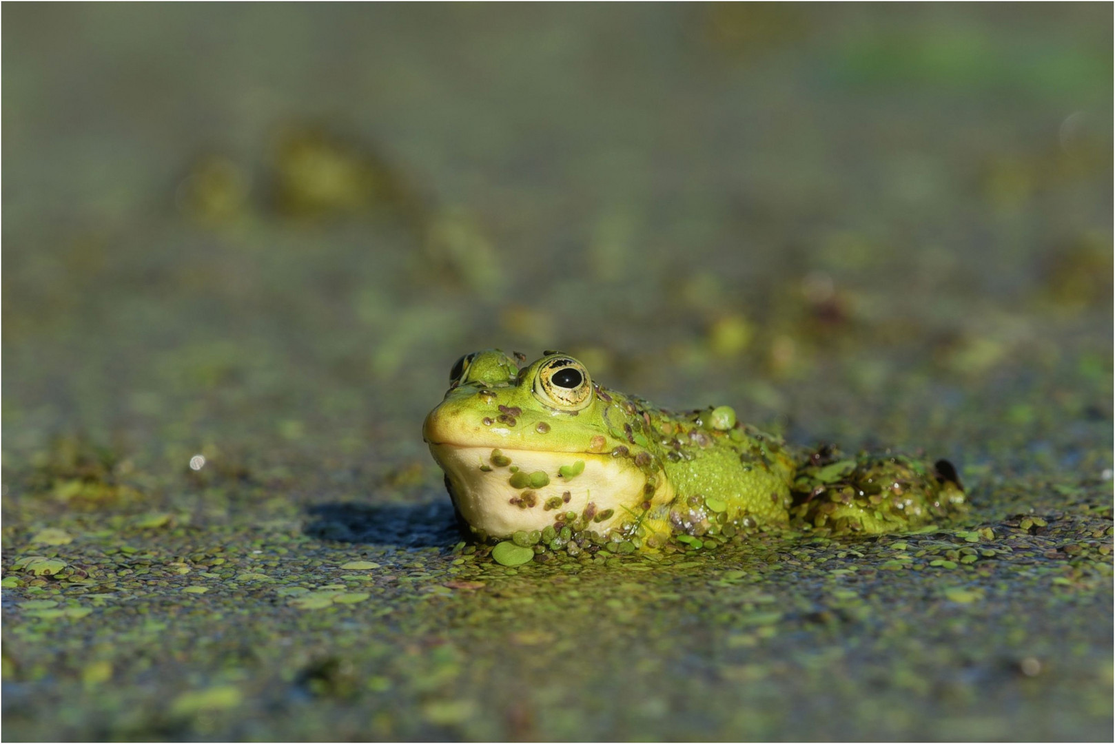 Kleiner Wasserfrosch