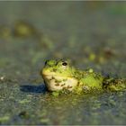 Kleiner Wasserfrosch