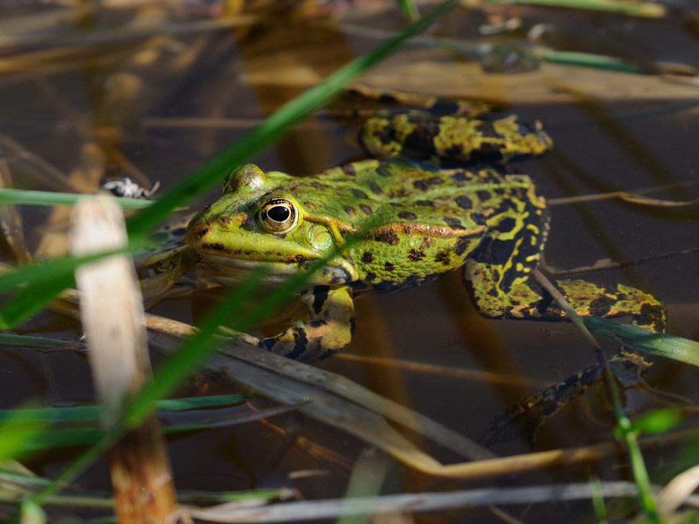 Kleiner Wasserfrosch