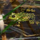 Kleiner Wasserfrosch