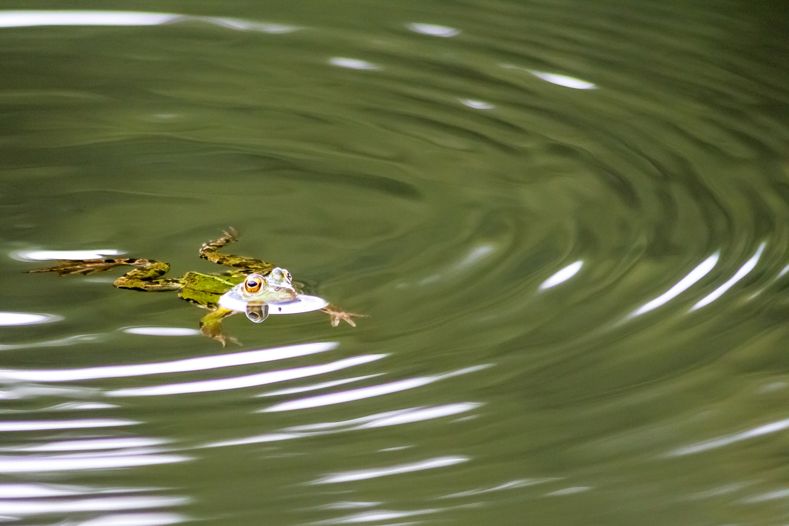 kleiner Wasserfrosch